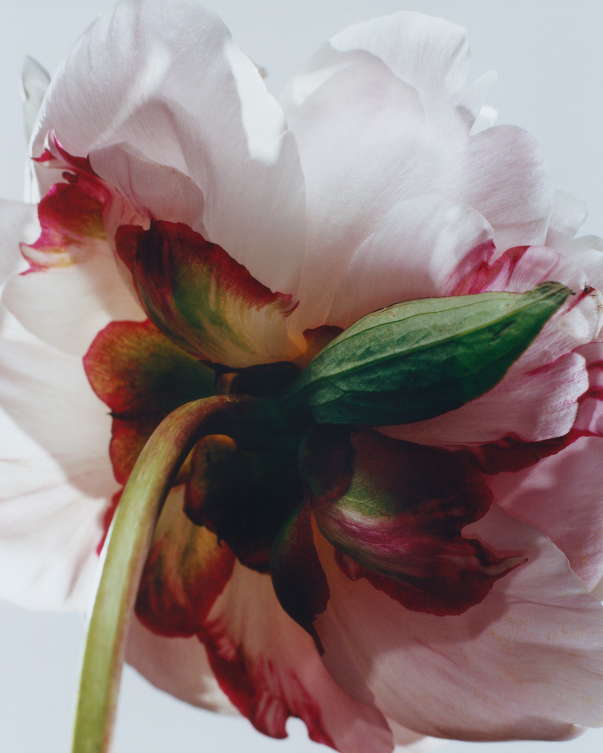 JO MALONE, sHOT BY JEAN-MARIE BINET - © artifices
